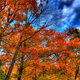 Illustration for article titled Why the Fall Foliage in Your Area Might Be Disappointing This Year